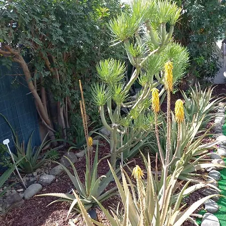 Tres Beau Bungalow,jardin Tropical, Renovation Ete 2020 * Playa del Ingles (Gran Canaria)