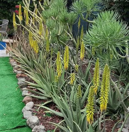 Holiday home Tres Beau Bungalow,jardin Tropical, Renovation Ete 2020